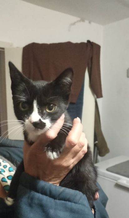 Котёнок девочка ищет дом, добрые руки