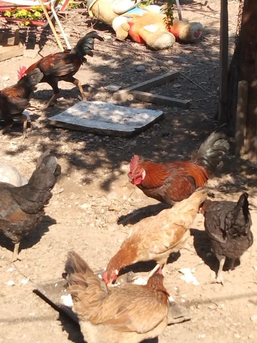 3 қораз сатылады, 1 жылдық