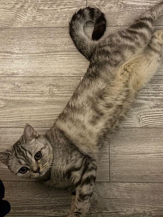 Отдам в добрые руки