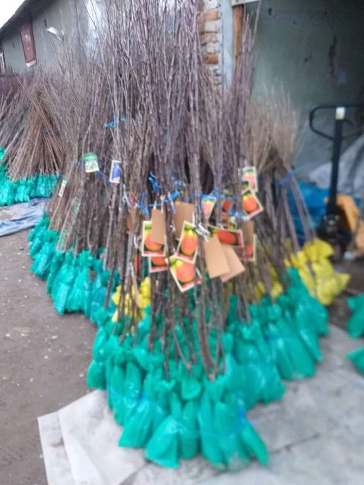 Vand pomi fructiferi