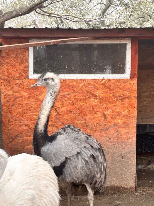 Schimb cu femela struț Nandu