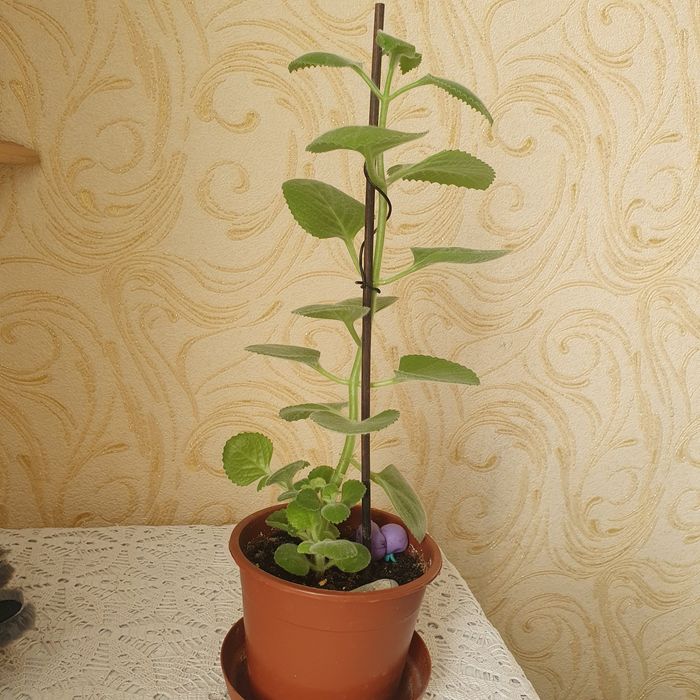 Продам комнатное растение Мята