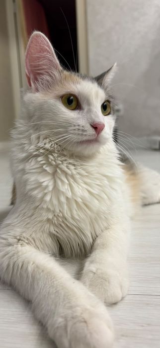 Отдадим кошку в хорошие руки