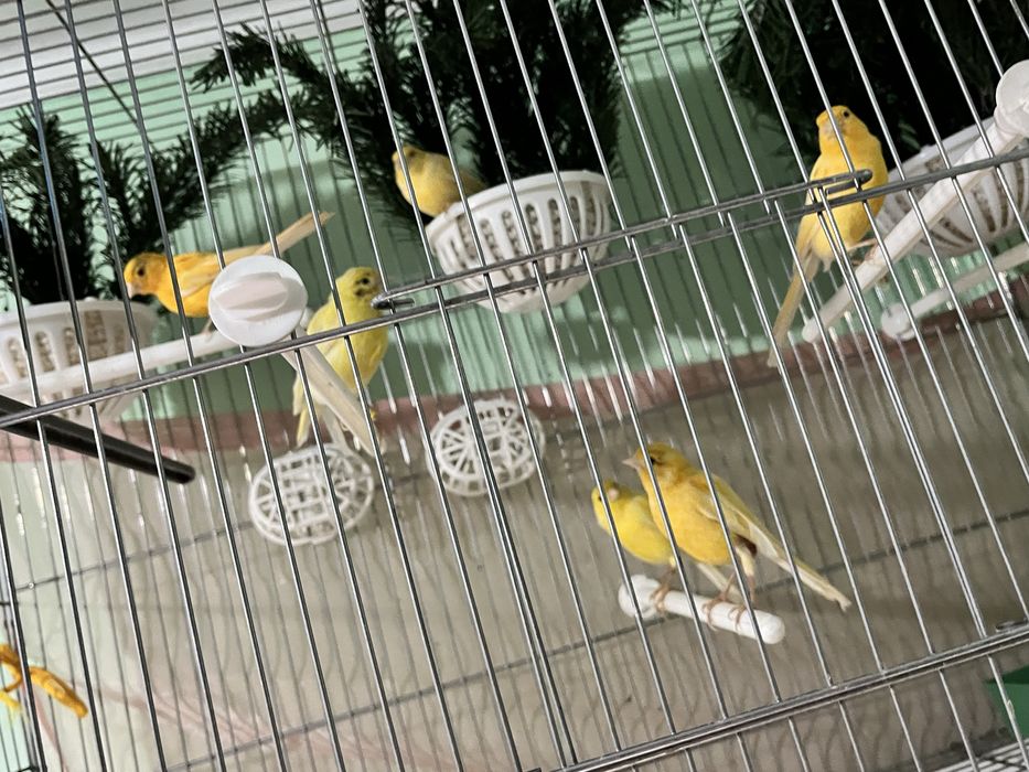 Продоются  канарейки