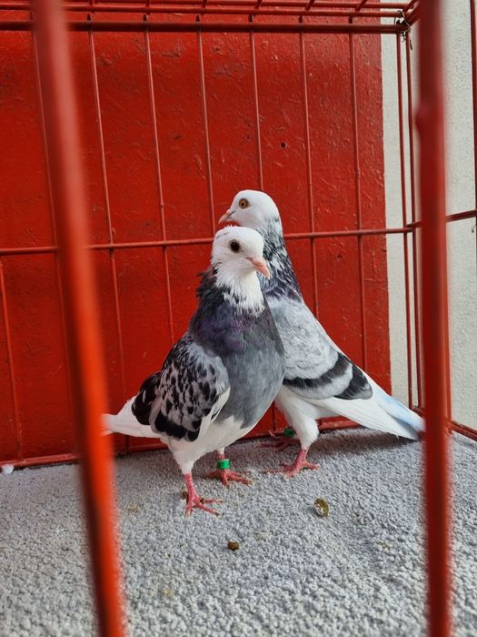 Birmigham rolleri porumbei