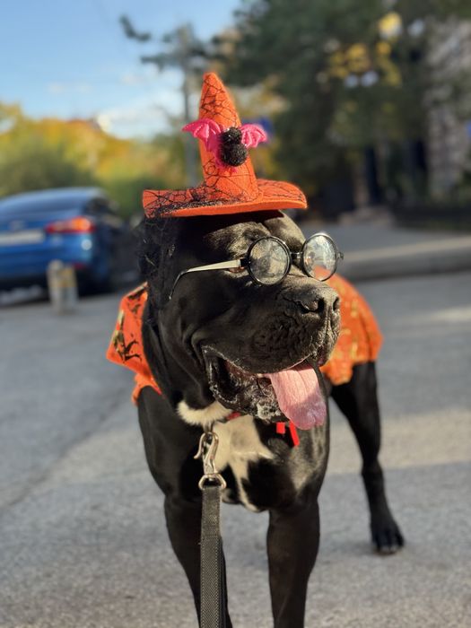 Щенки кане корсо cane corso