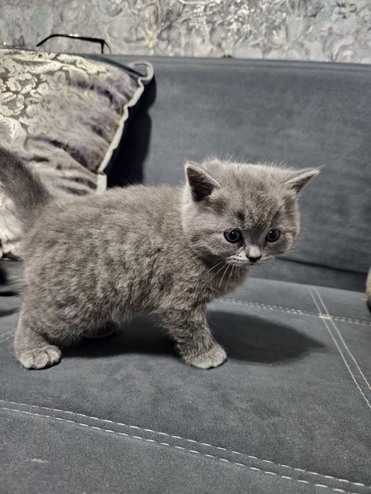 Породистые котята