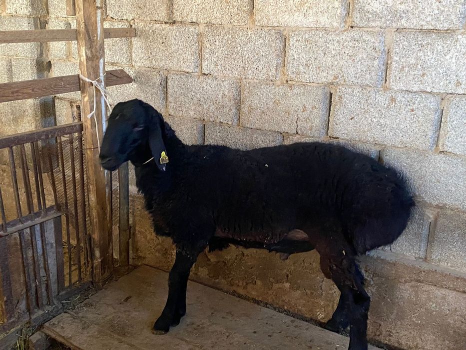 Қошқар бордақы семіз бидайда тұрған