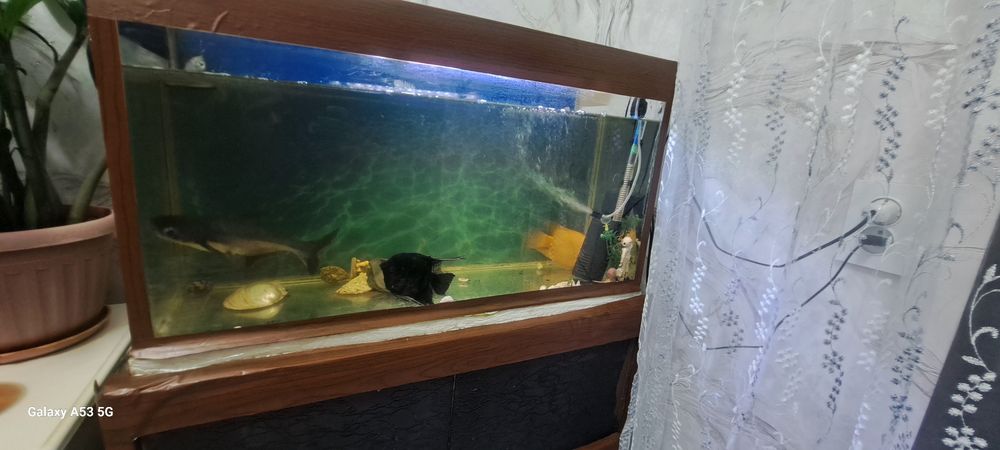 Аквариум с рыбками