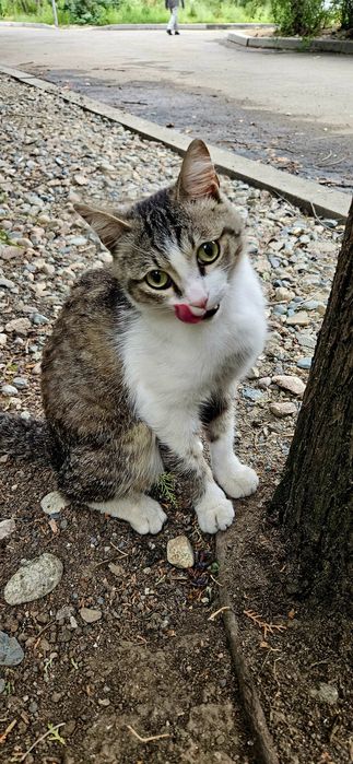 SOS!!! Котик срочно ищет хозяина!