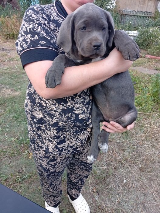 Кане Корсо Italiano mastiff