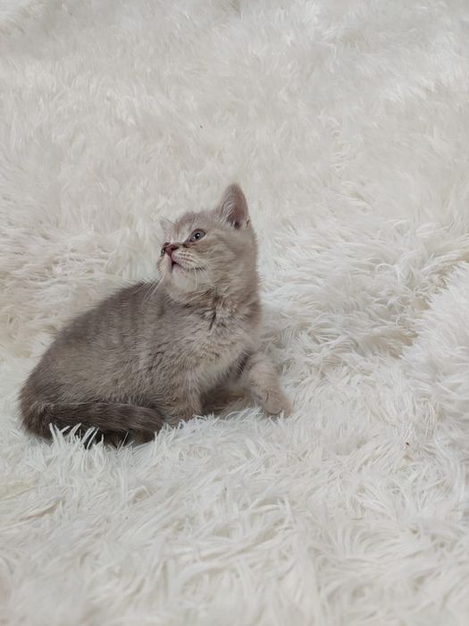 Продам Шотландских котят