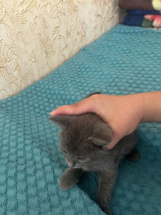 Отдам котят хорошие руки