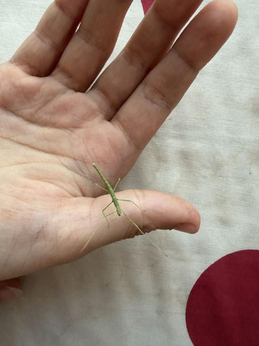 Палочники зеленые