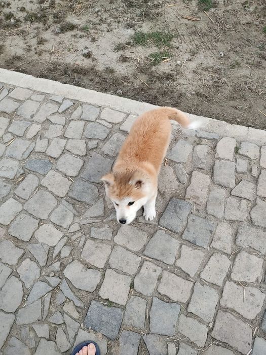 Pui Akita Inu Japonez