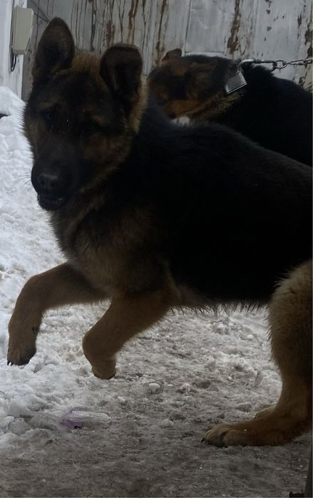 Щенок немецкой овчарки ,кобель.