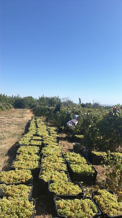 Struguri de vin de la vracea