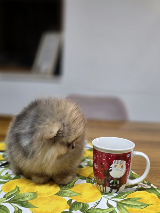 Померанче,мини момченце шоко тан мерле с необходимите ваксини !