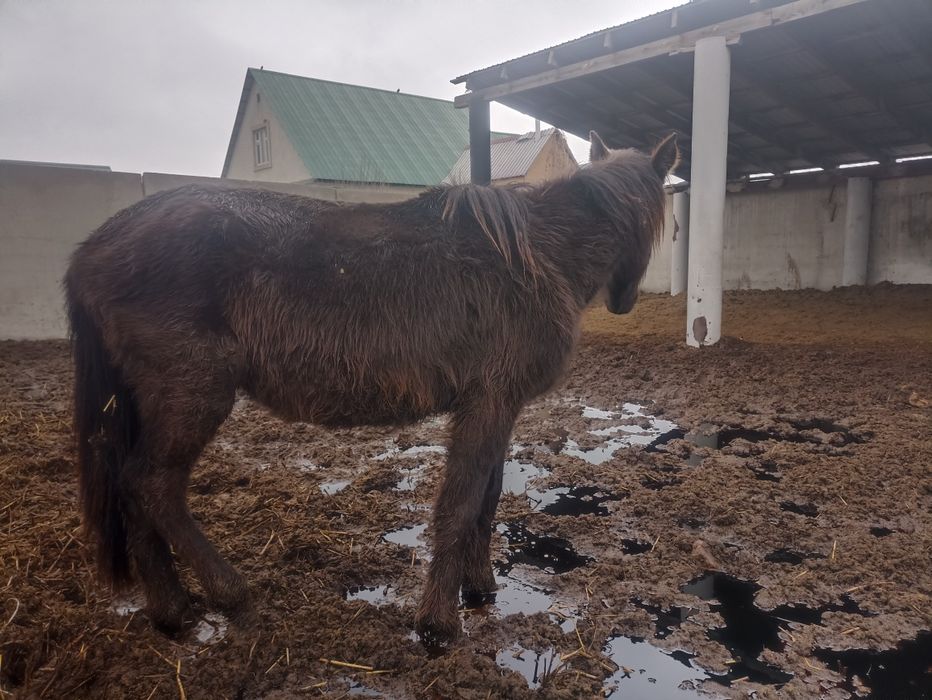 екі жас баитал сатылады