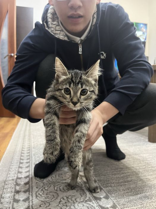 Котята продаем в хорошие руки
