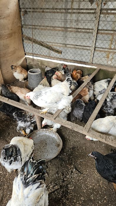 Куры и петухи молодые