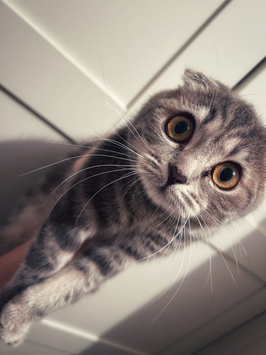 кошка шотландская вислоухая