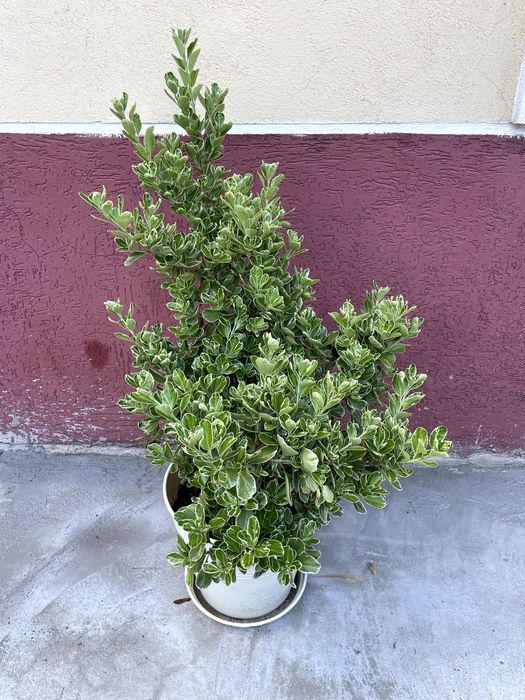 Salba japoneza (Euonymus) 80-100 cm