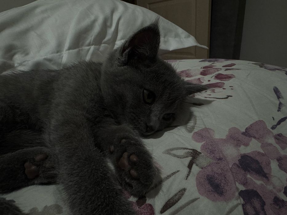 Котенок 2 месяца