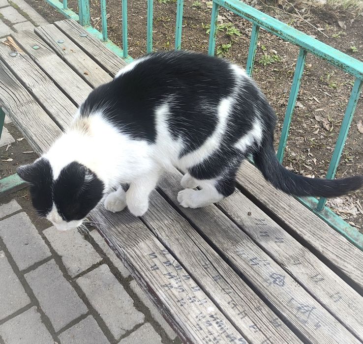 Кошечка ищет хозяев !