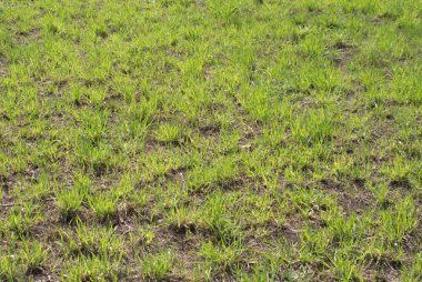 Газон арча декоративные усимоикларга кассаликларни даволаш хизмати