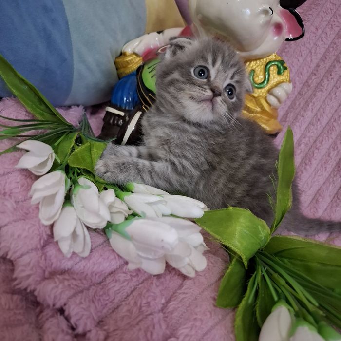 Вислоухие котята