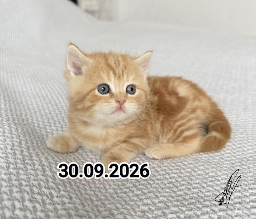 Вислоухие Британские котята