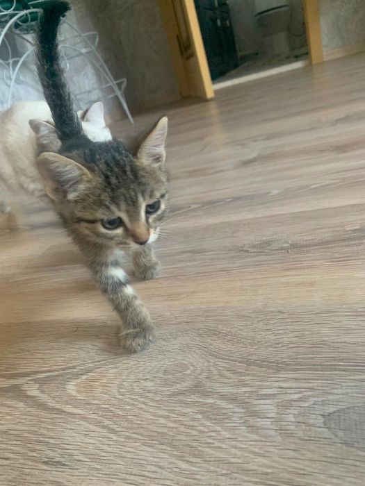 Котенок в добрые руки
