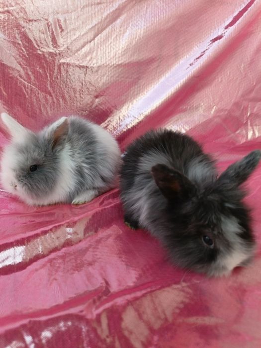 Продаются карликовые крольчата. Karlik quyon bolalari sotiladi