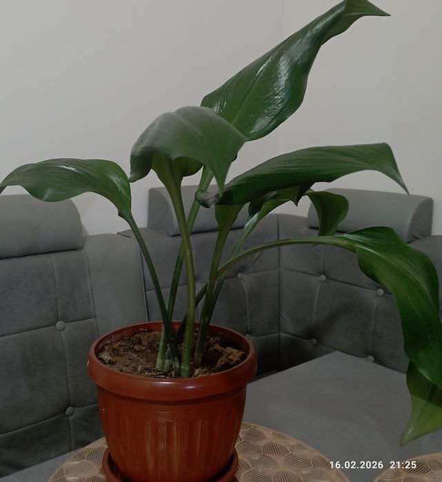 продается цветок