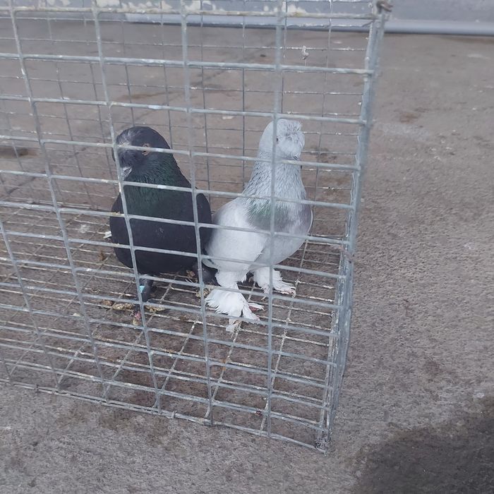 Такла насачуби  2 самец