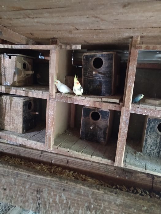 Папагали корели и вълнисти!