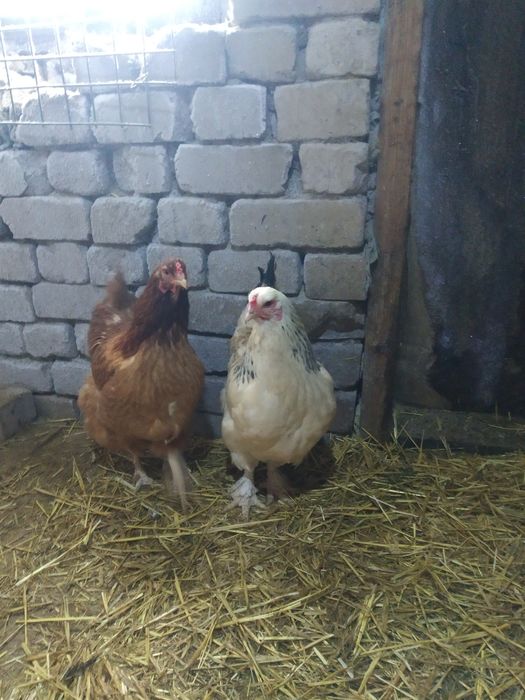 Продам продаётся