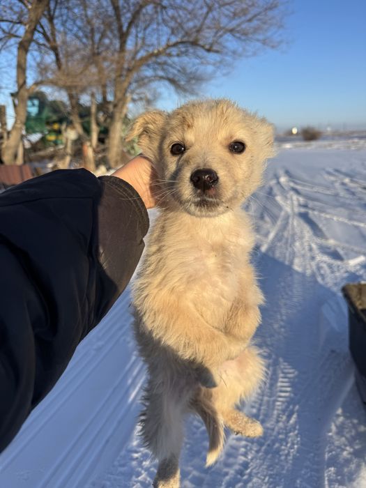 Отдам щенков в добрые руки