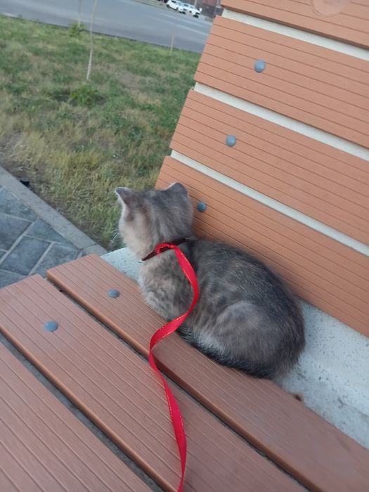 Шотландская вислоухая кошка
