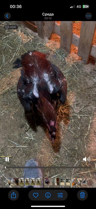 Шамо тайго дакан