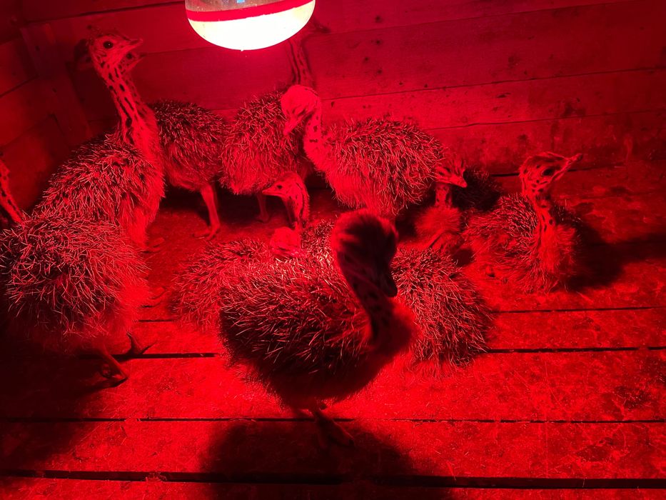 Pui de strut de vânzare