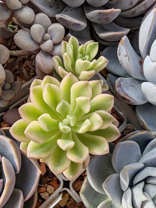 Суккуленты из частной коллекции