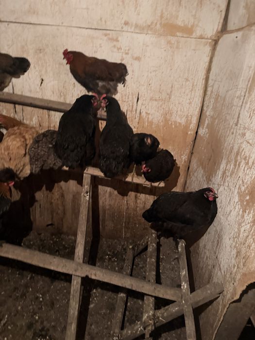 Продам курей петухов домашние