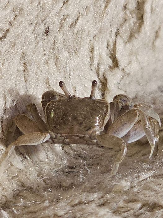 Крабики тропические