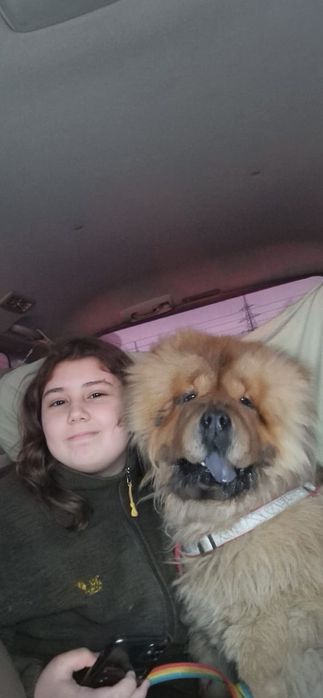 Случка собаки чау  чау