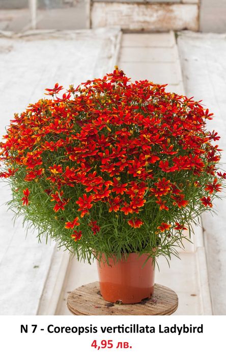 Многогодишни Градниски Цветя – ЦЕНА 4,95 лв./бр.