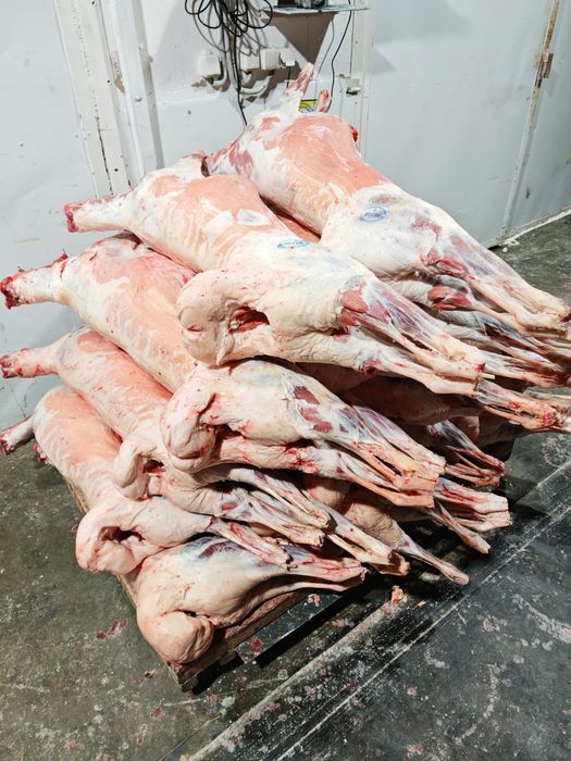 Мясо баранина оптом тушами