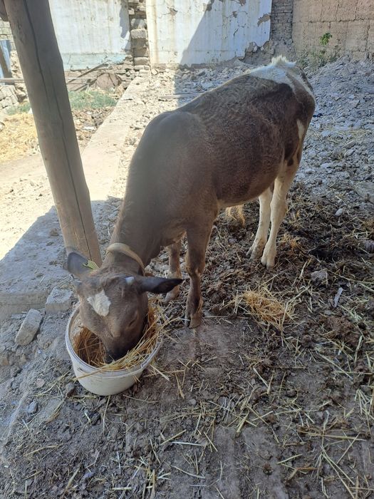 Корова с теленок