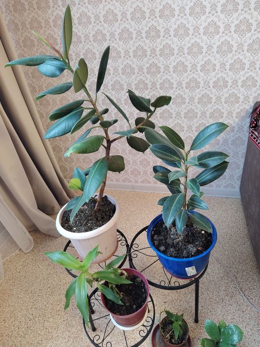 Продам фикус домашний